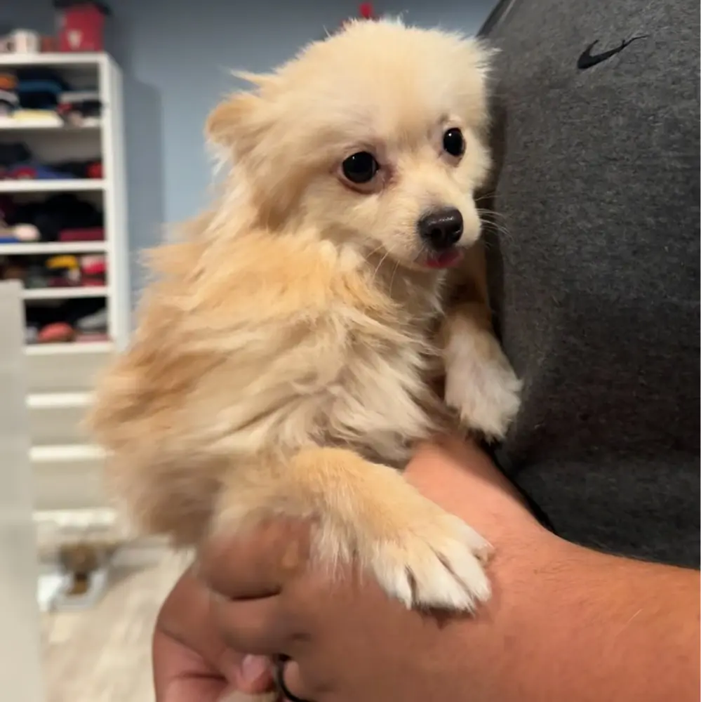 Dulce Vega profile pic