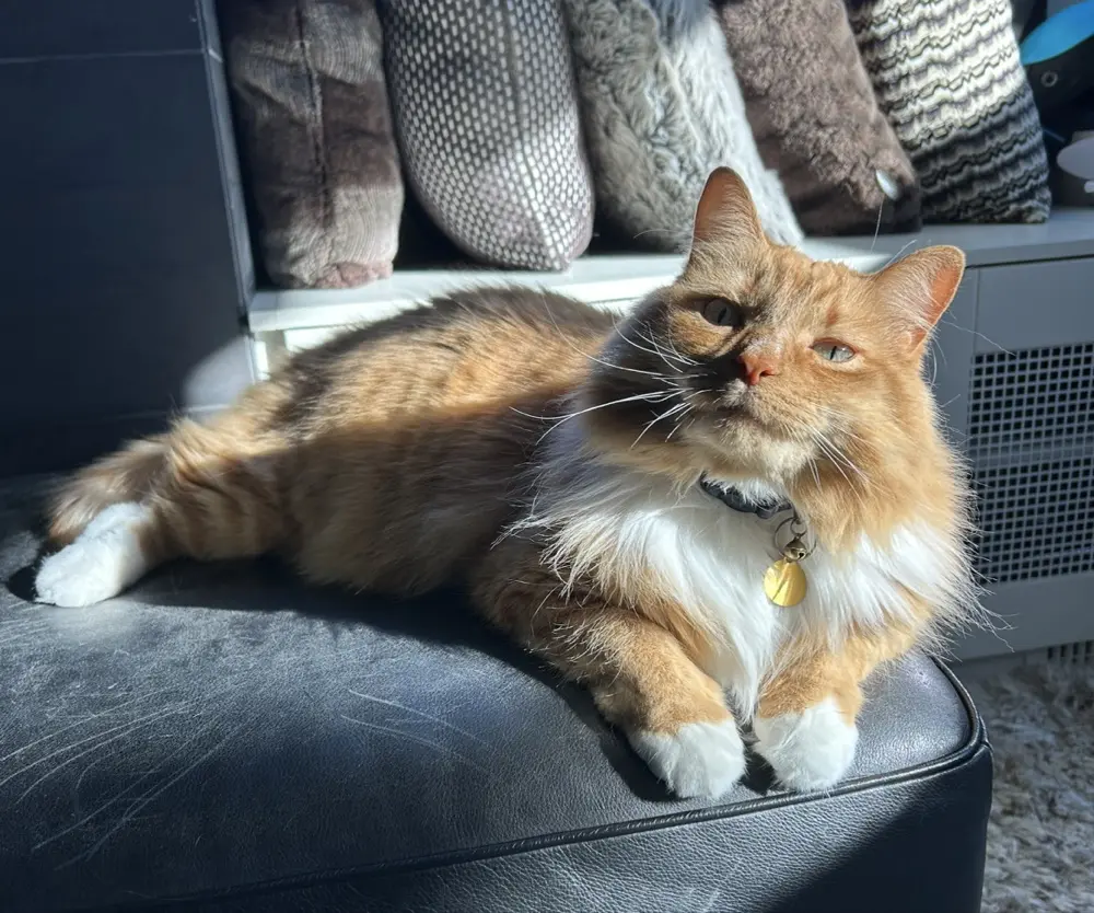 Somebuddy profile pic