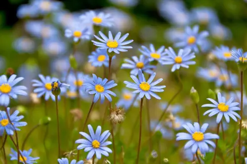 Darling_Jane profile pic