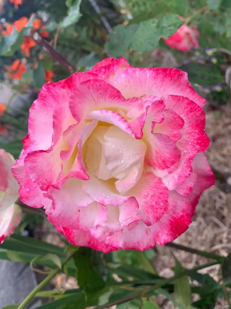 Shona’s BeepBoop avatar