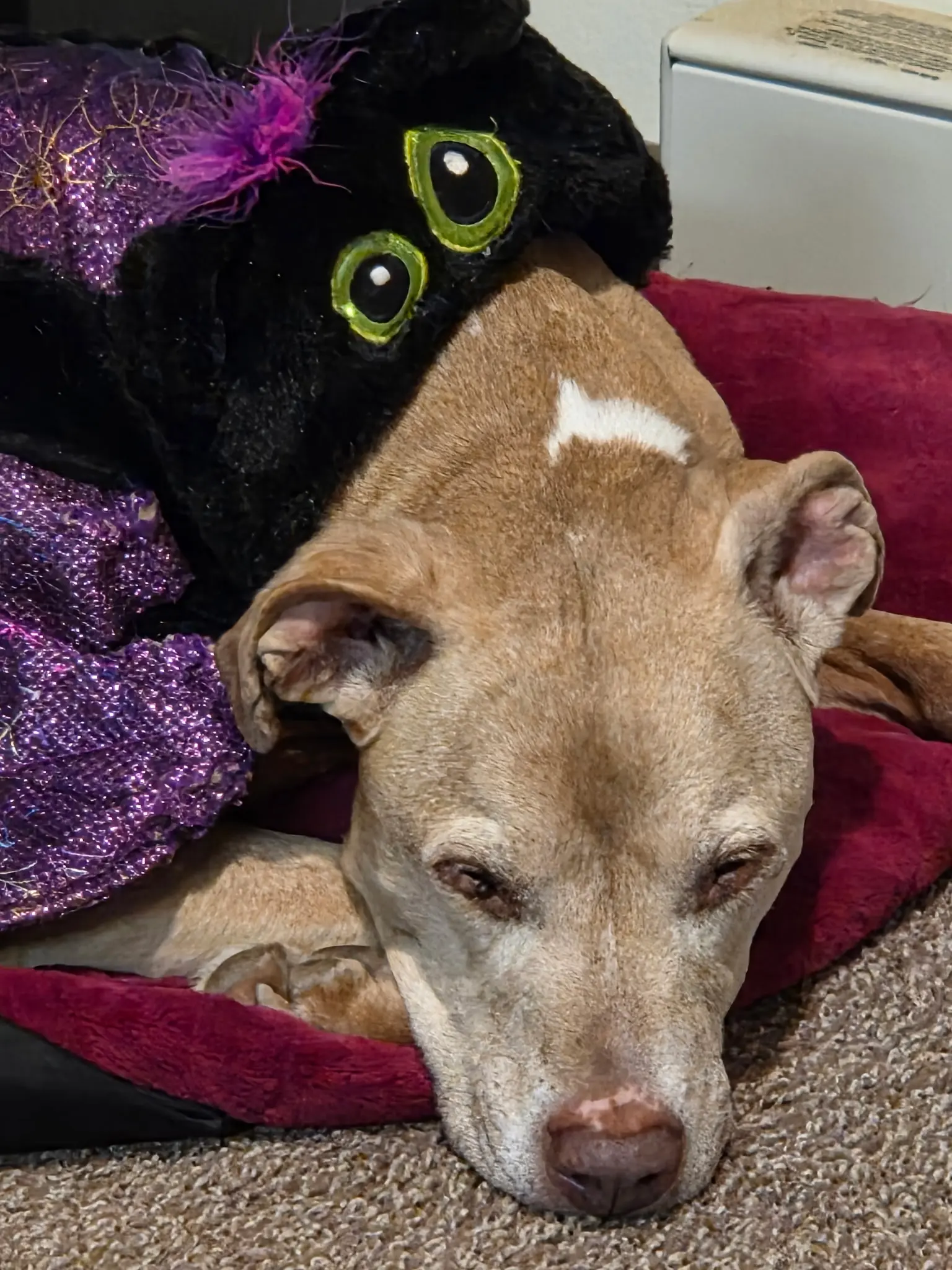 paula Miller profile pic