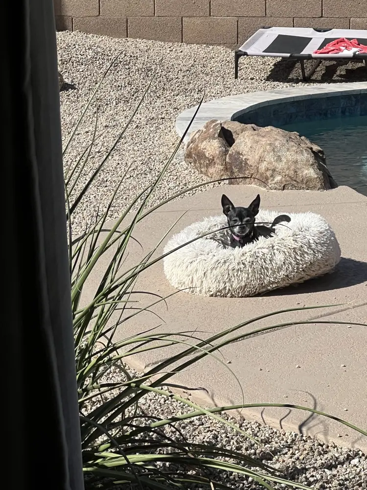 DebLynch profile pic