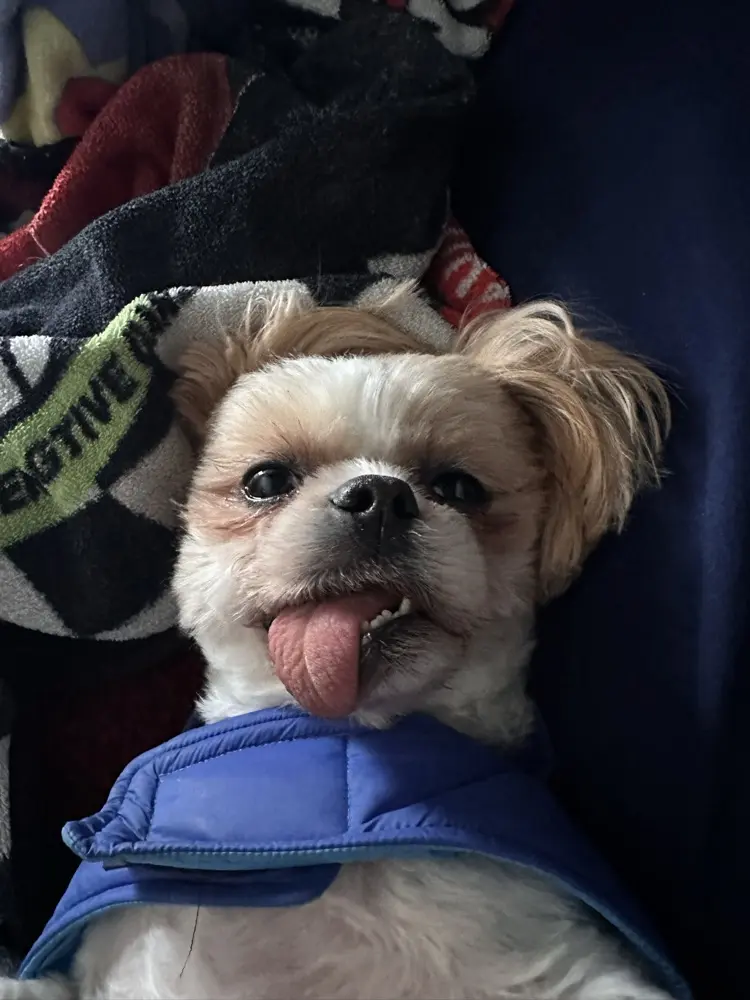 Andrew Romero profile pic