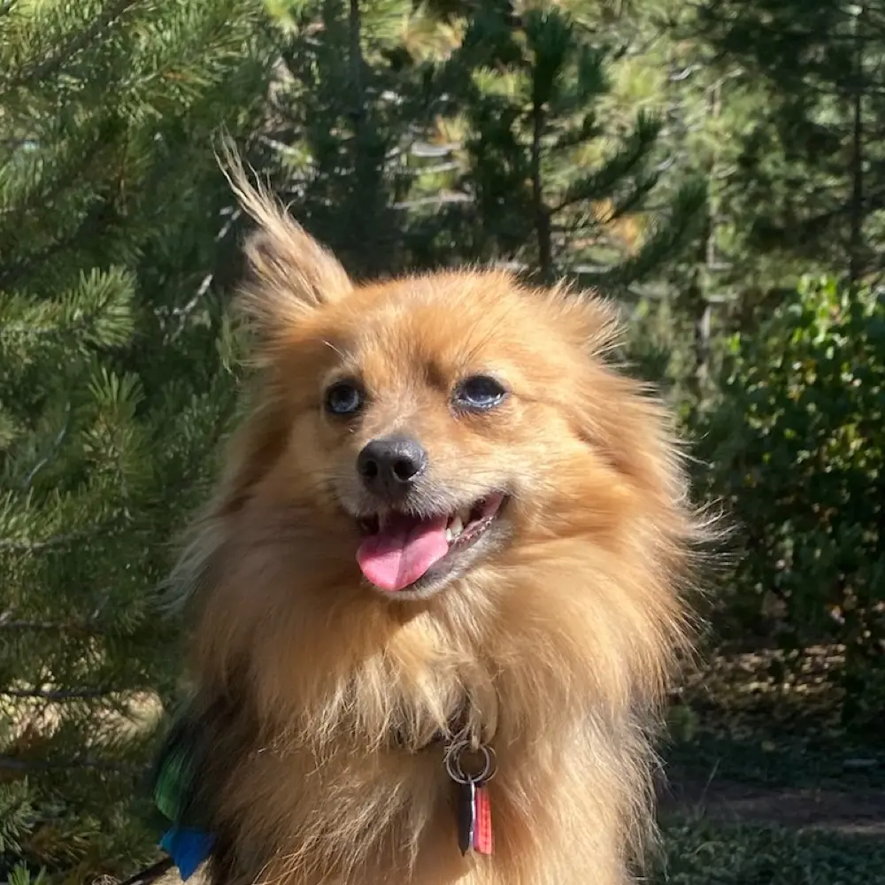 Ceili’s Chapter avatar