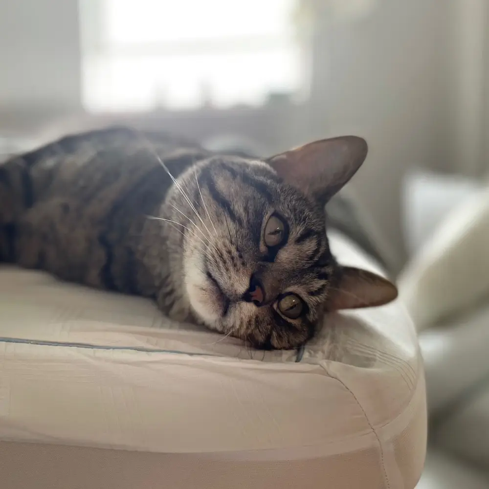 thelivingcontra profile pic