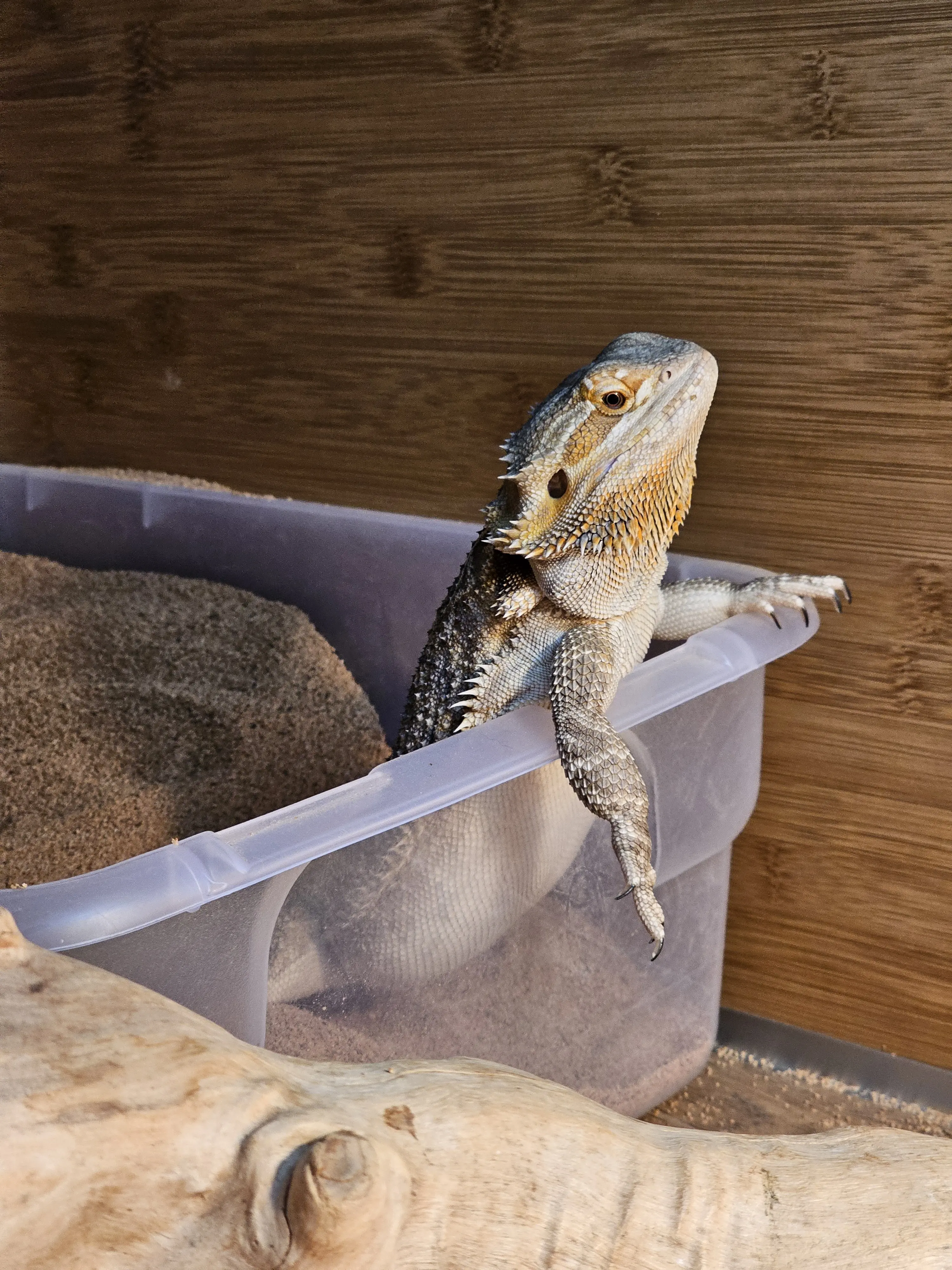 Shastuhh profile pic