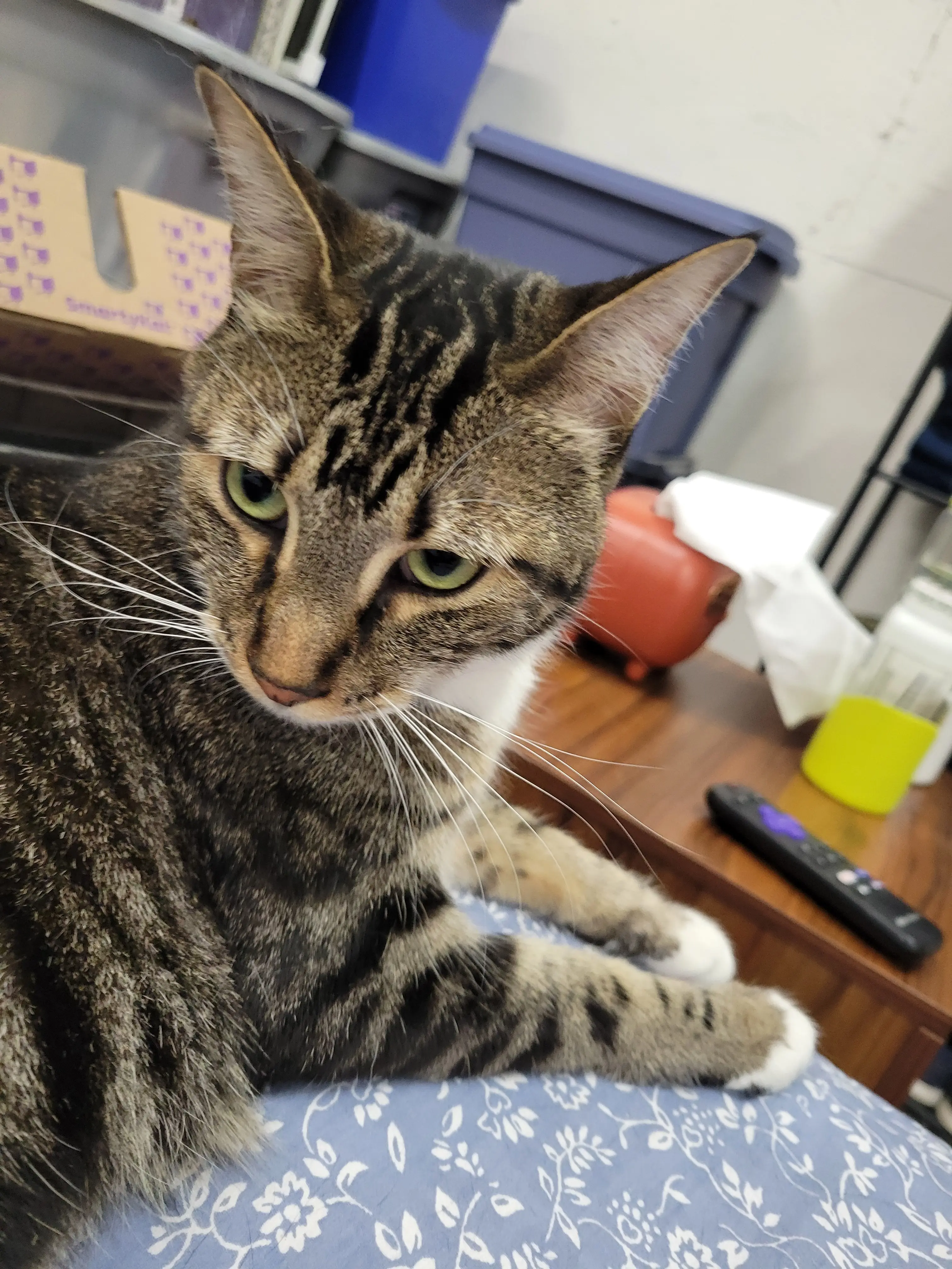 foolforscifi profile pic