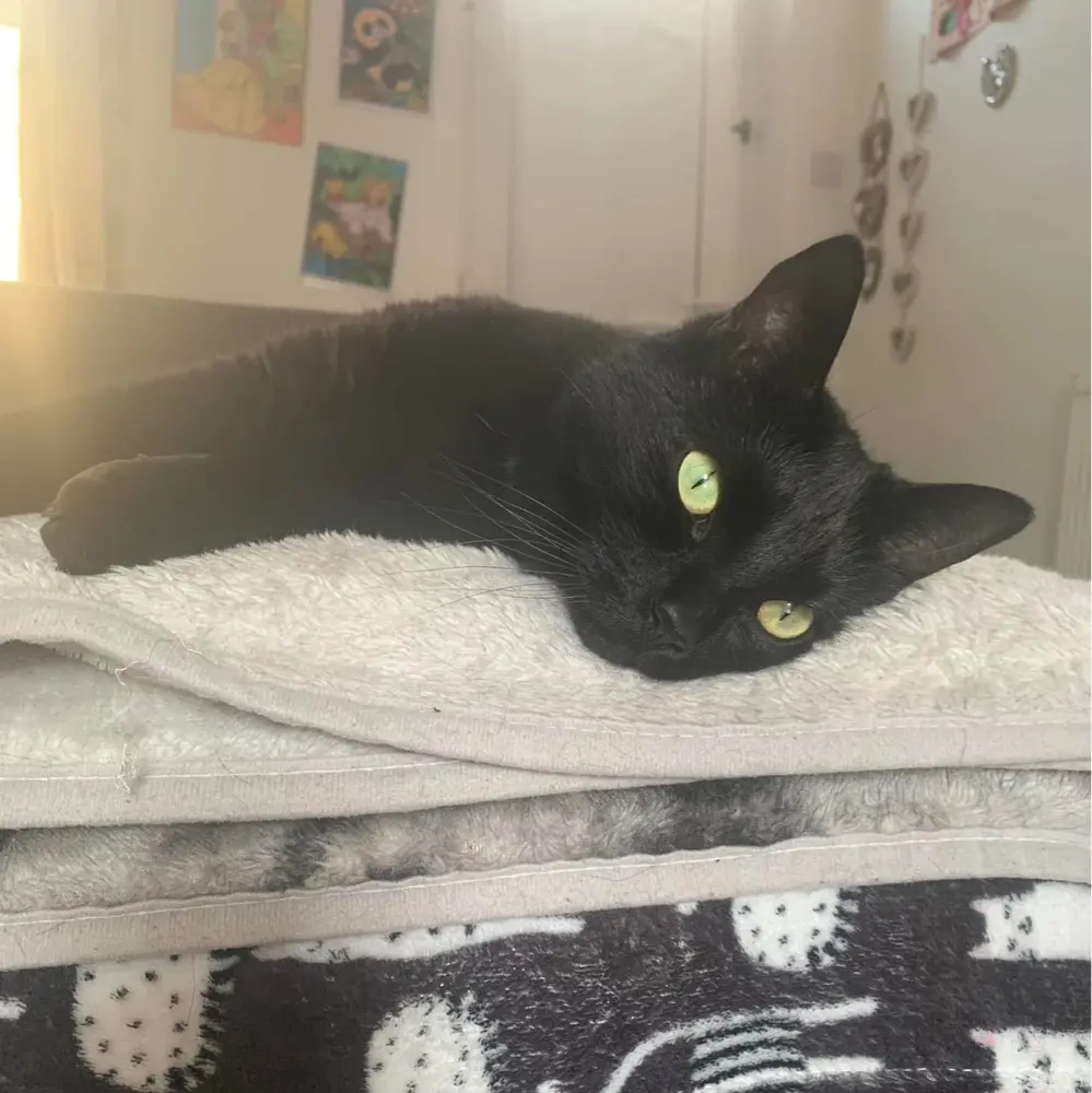 Chelsea & Pickles π©΅πββ¬π₯° xxx profile pic