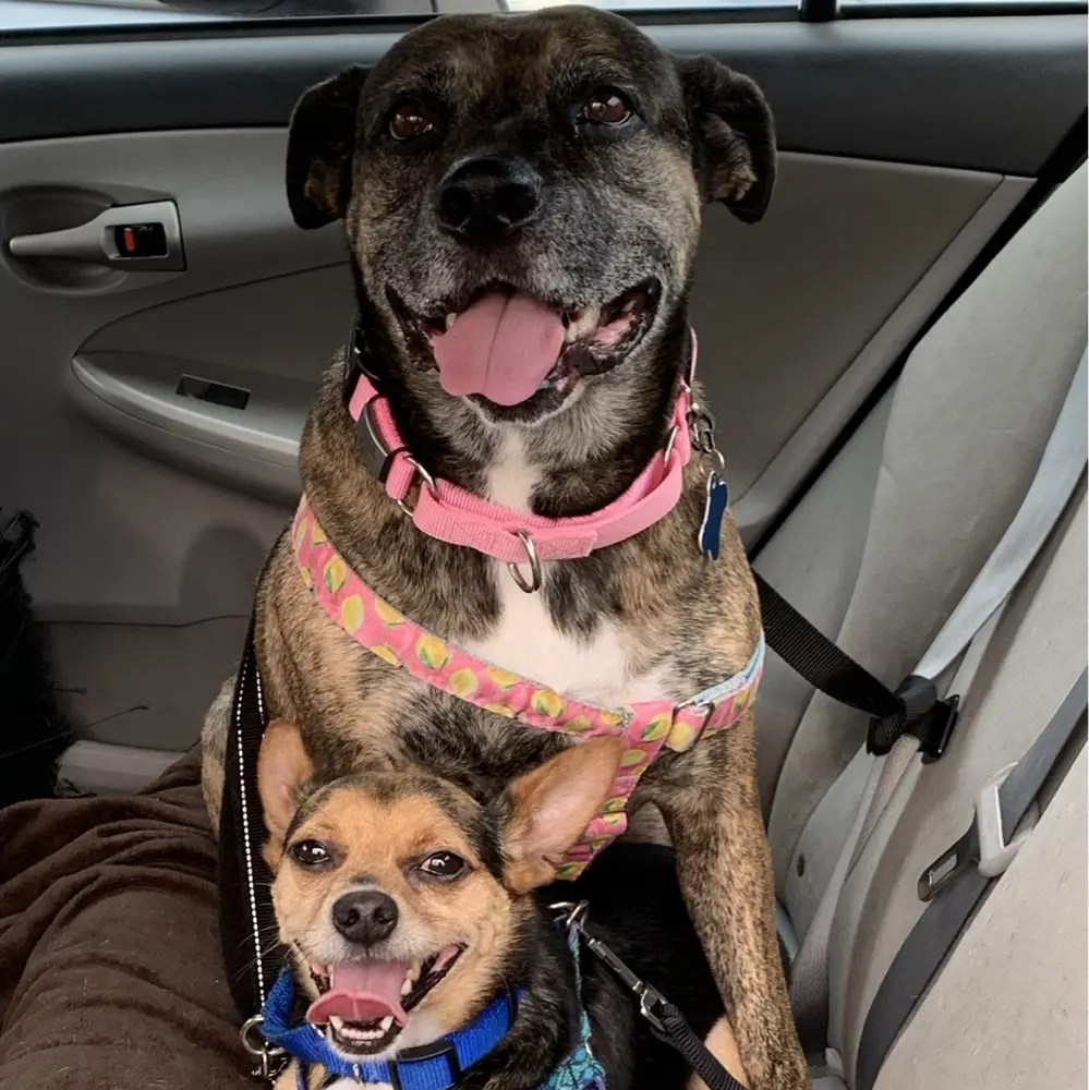 CoffeeBooksDogs profile pic