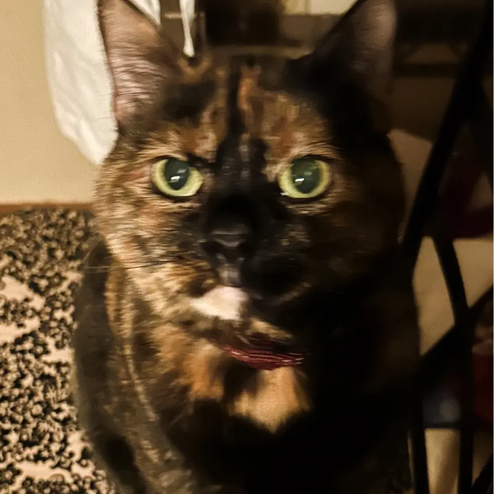 JadedHuman profile pic