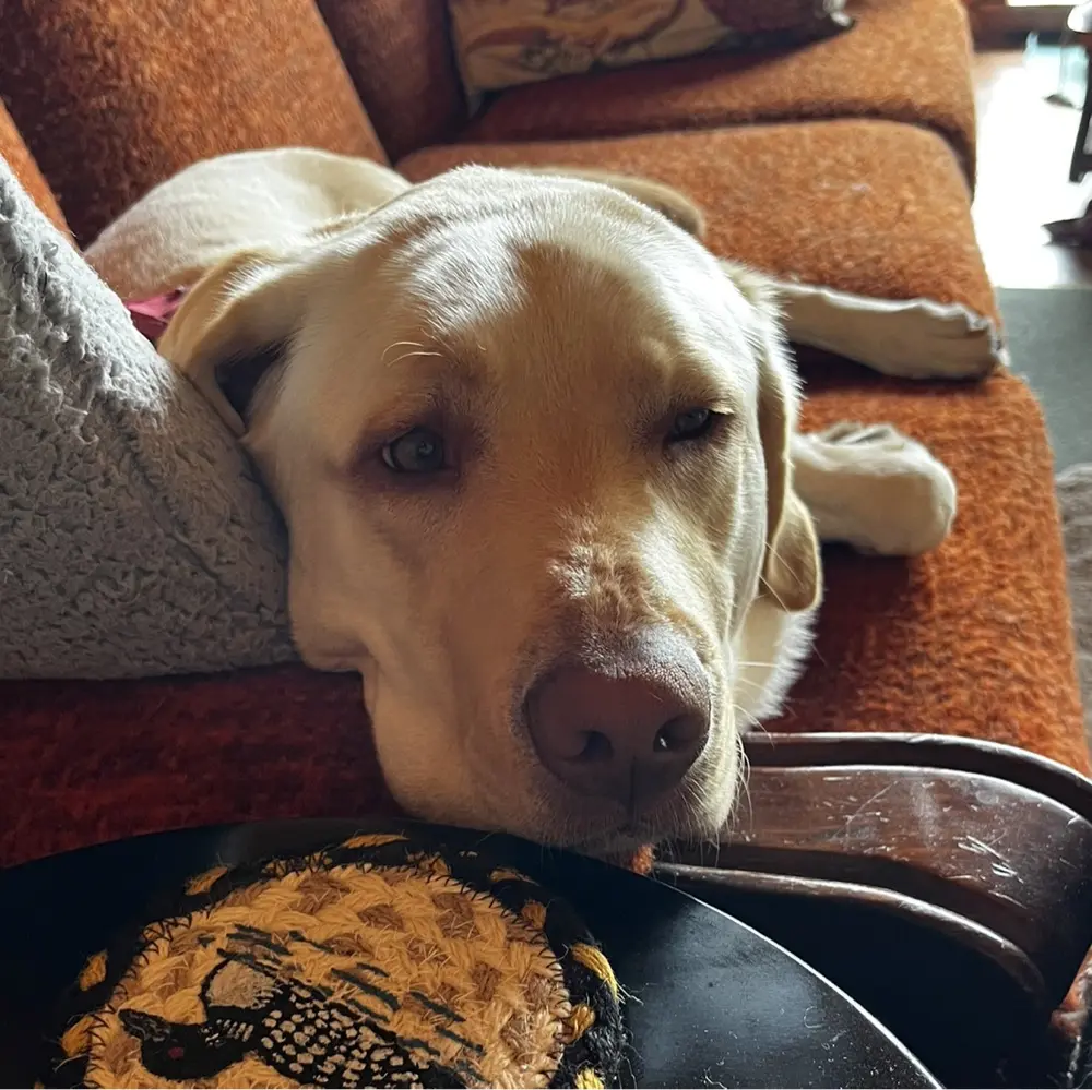 Starcatcher Ash profile pic