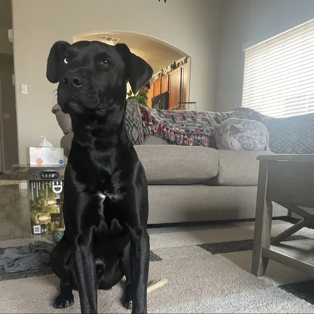 Misha Molina profile pic