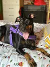 MiniMicroPup Avatar