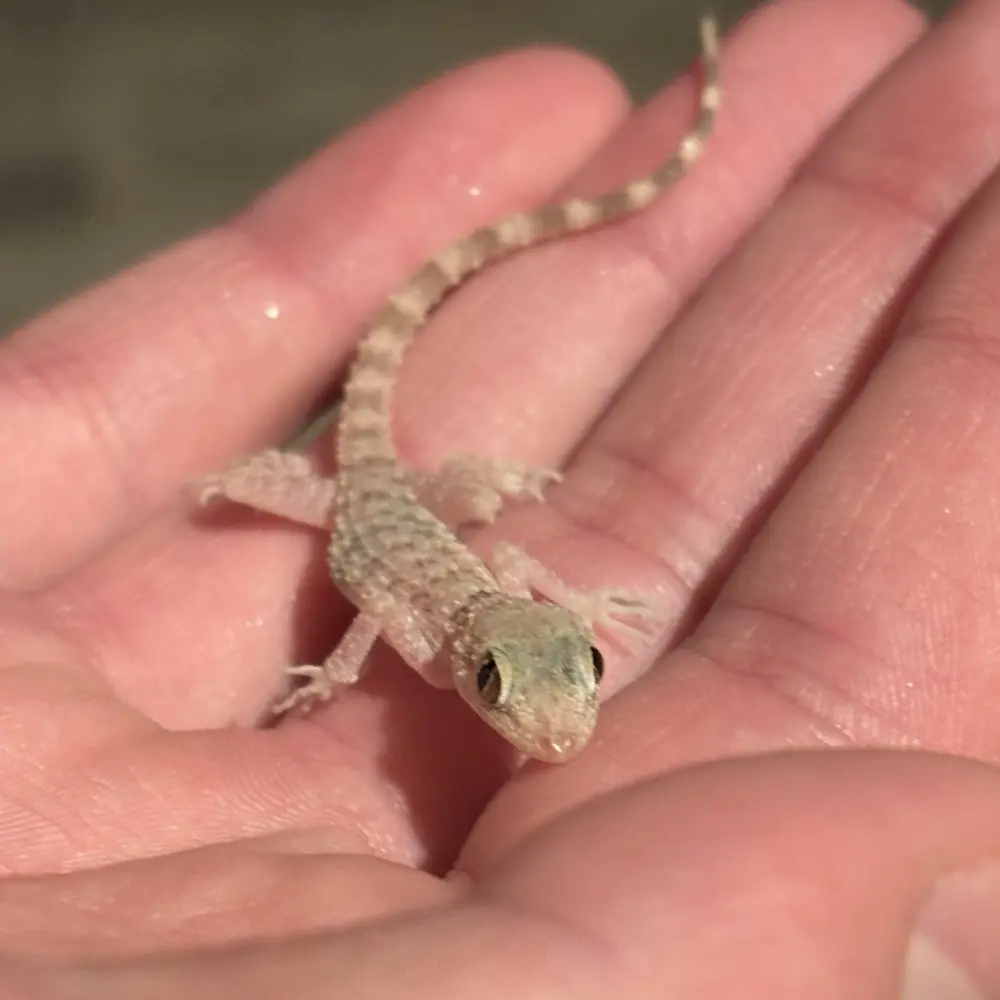 Sarah Taylor profile pic