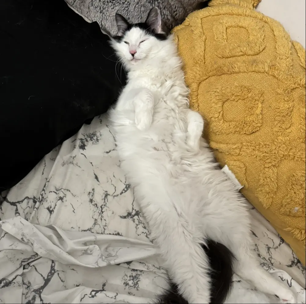 SheepishlySarah profile pic