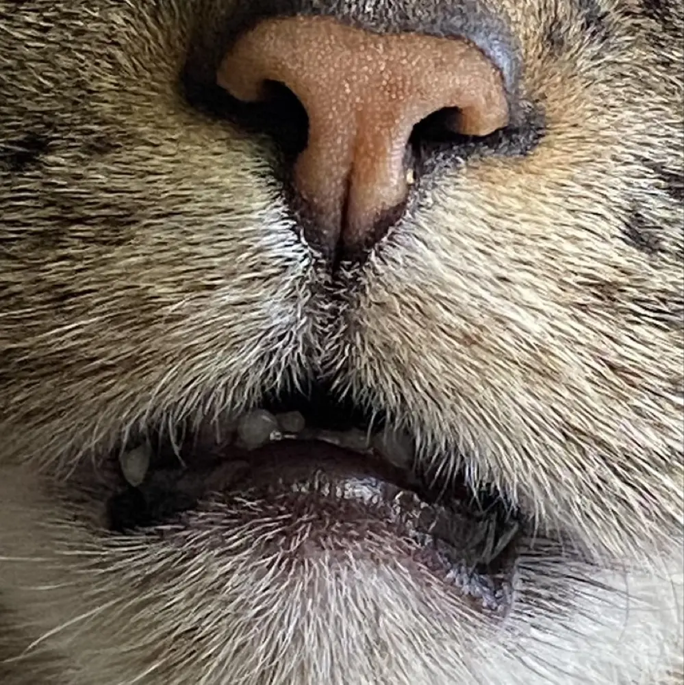 elmwolff profile pic