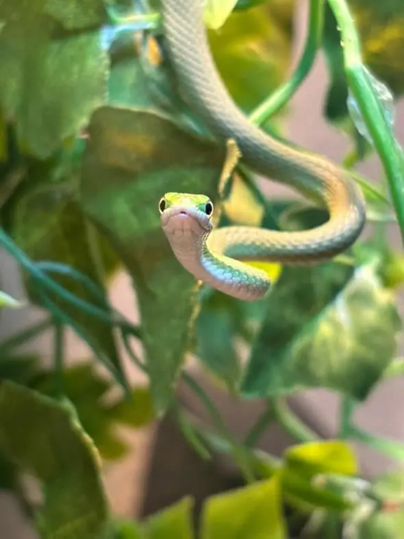 noodle🐍, moderator