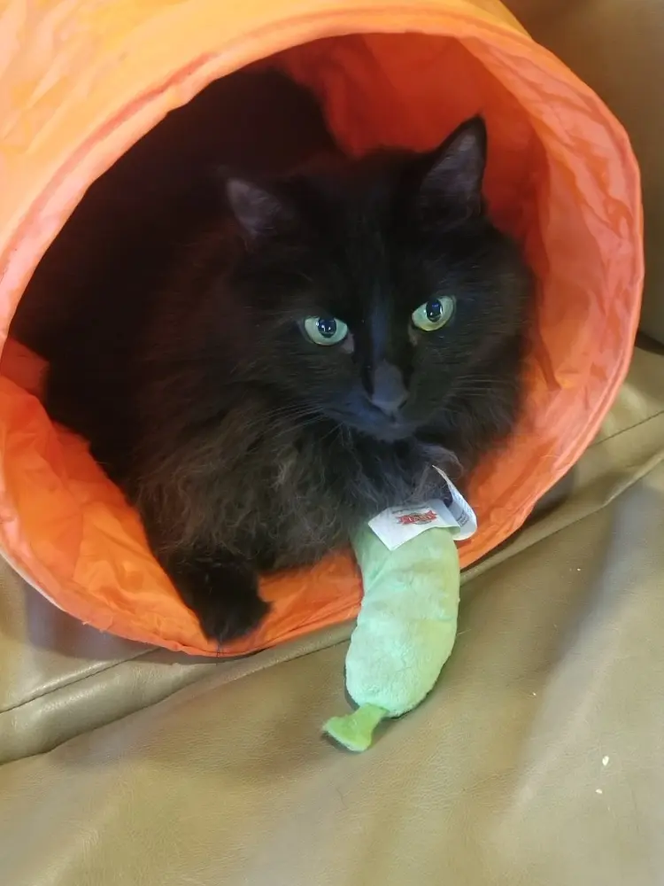 JnellW214 profile pic