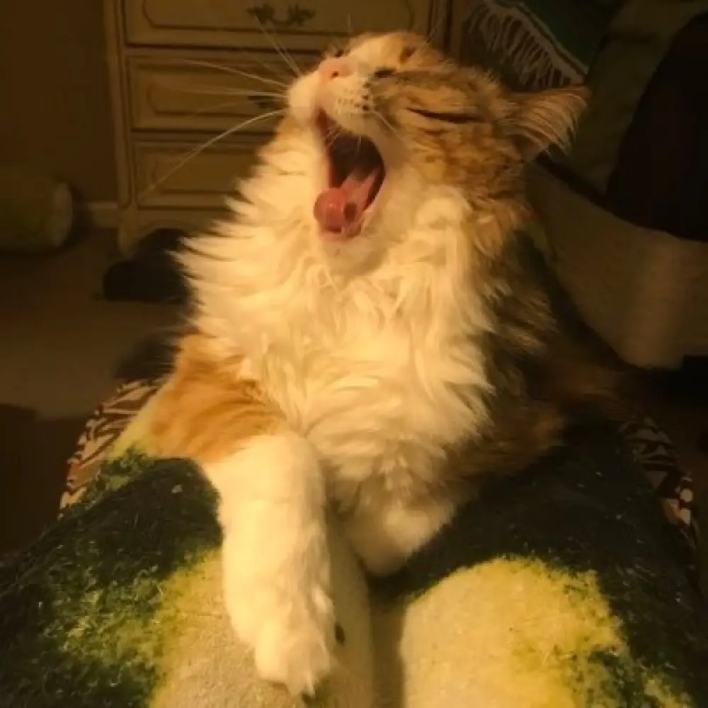 Echo.base96 profile pic