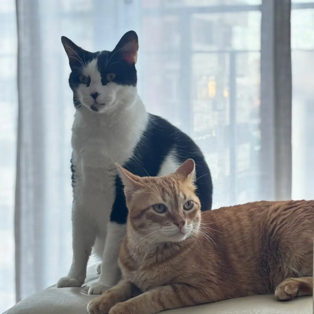 Camicatlover profile pic