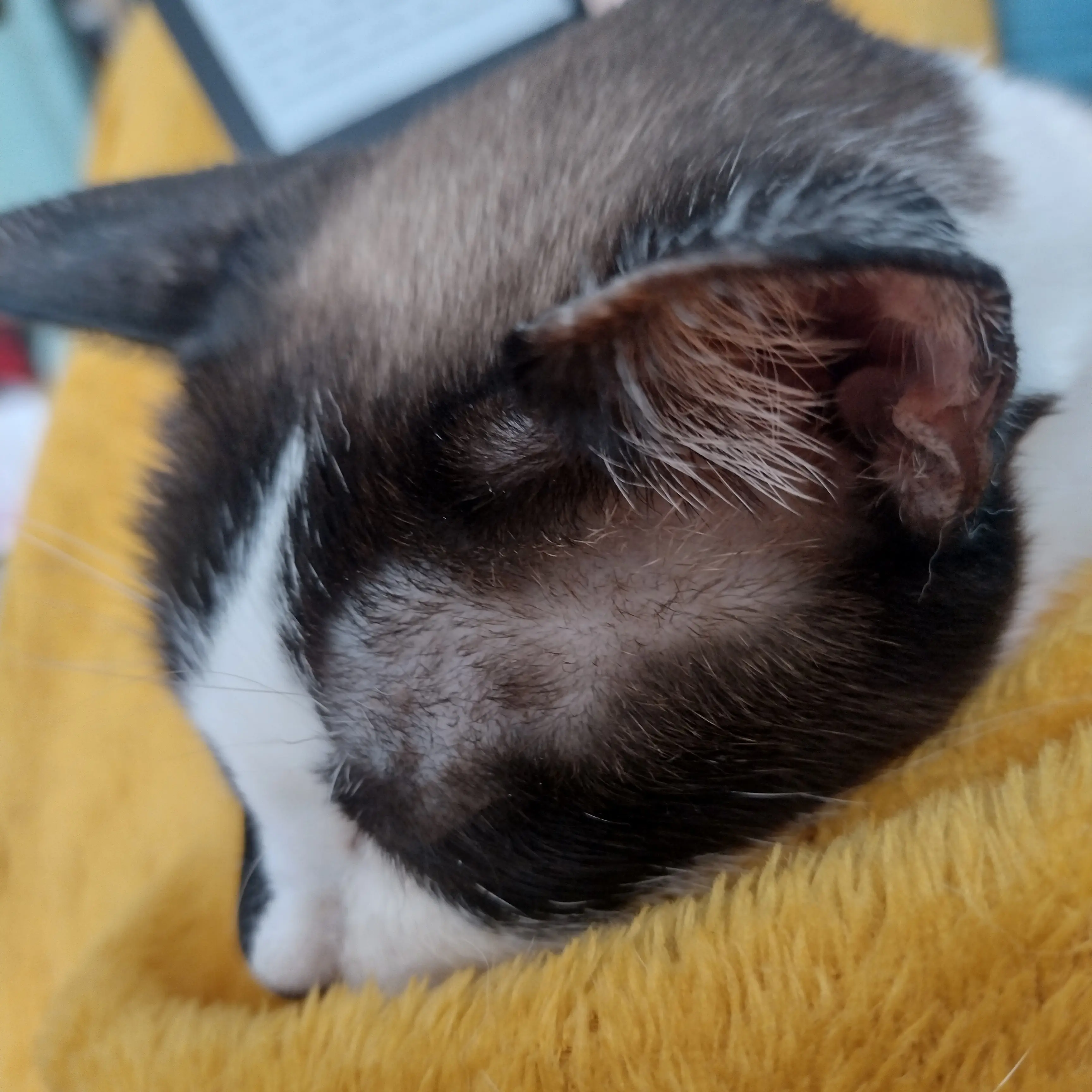 Teresa Oliveira profile pic