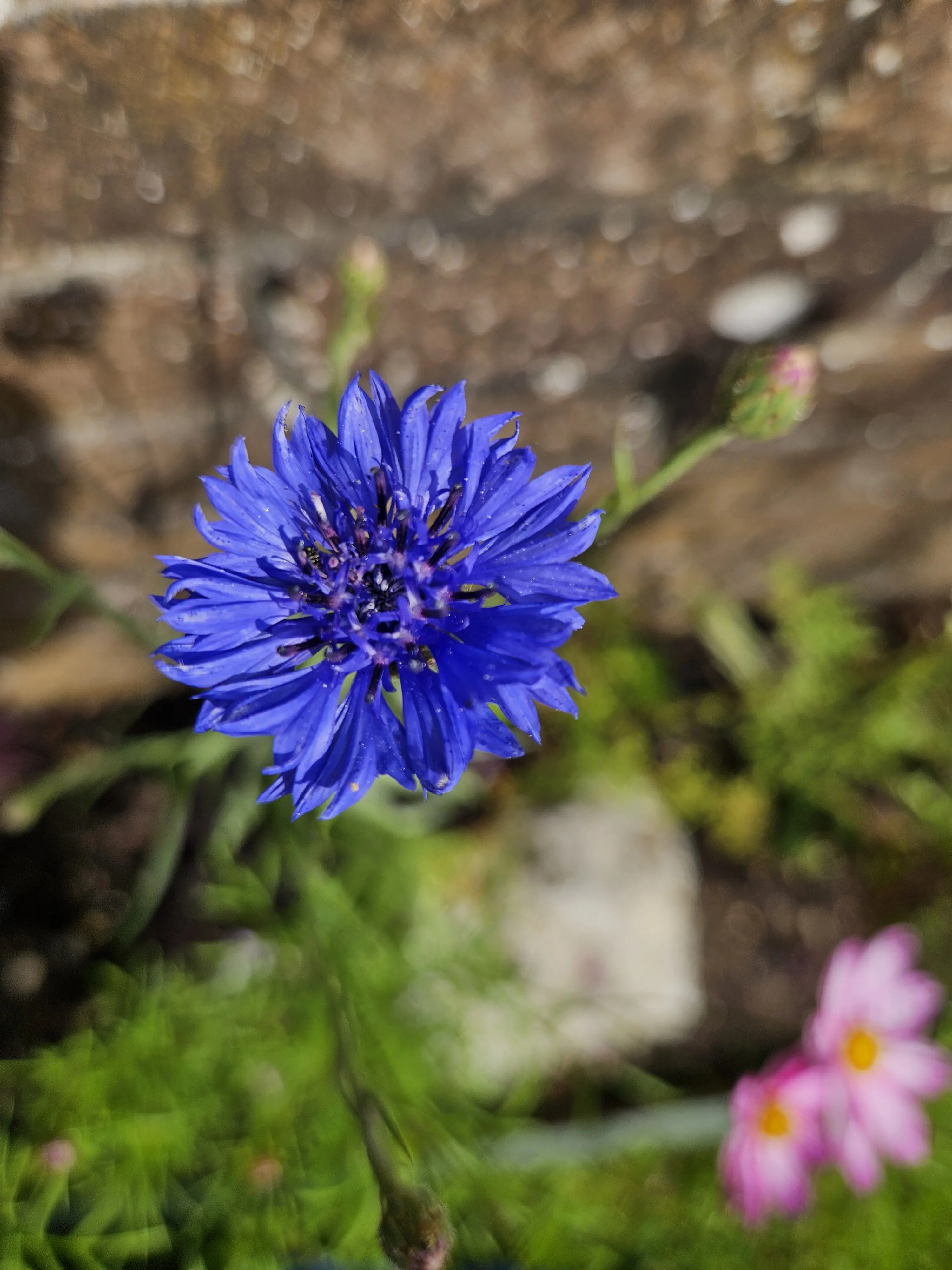 Kezzlou85 profile pic