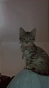 Justice Saunders avatar avatar