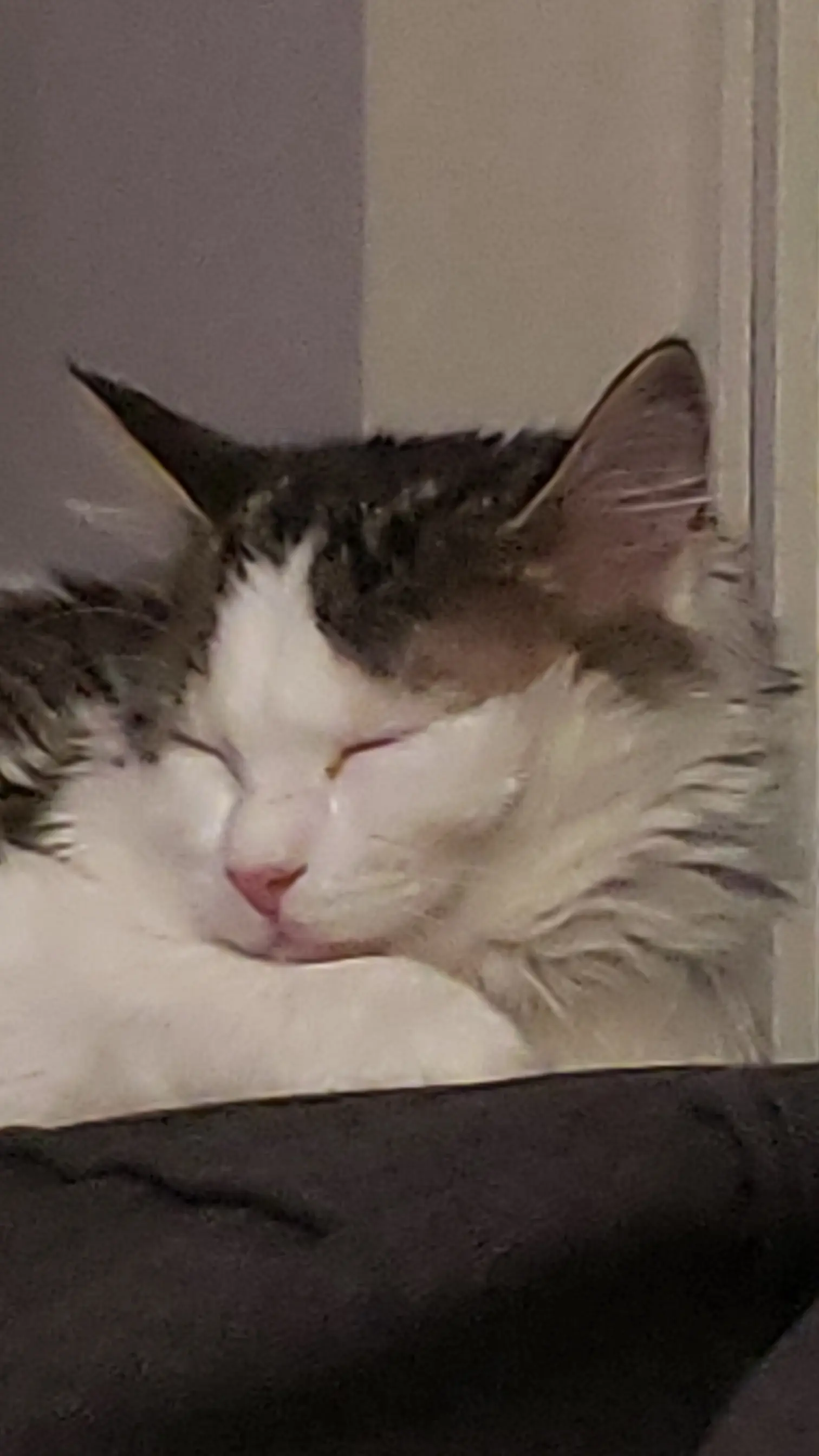 Ellie Torvald profile pic