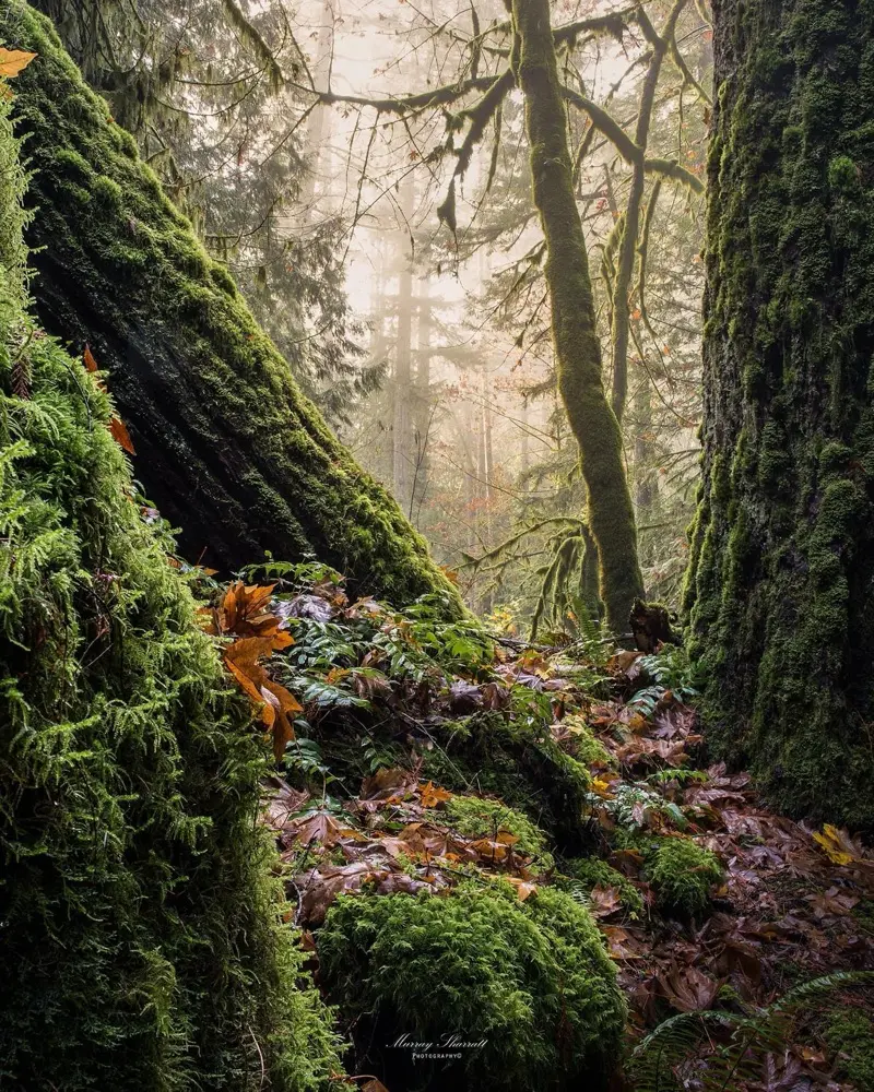 Faecanuck profile pic