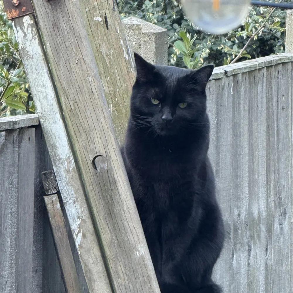 Sam Draper profile pic