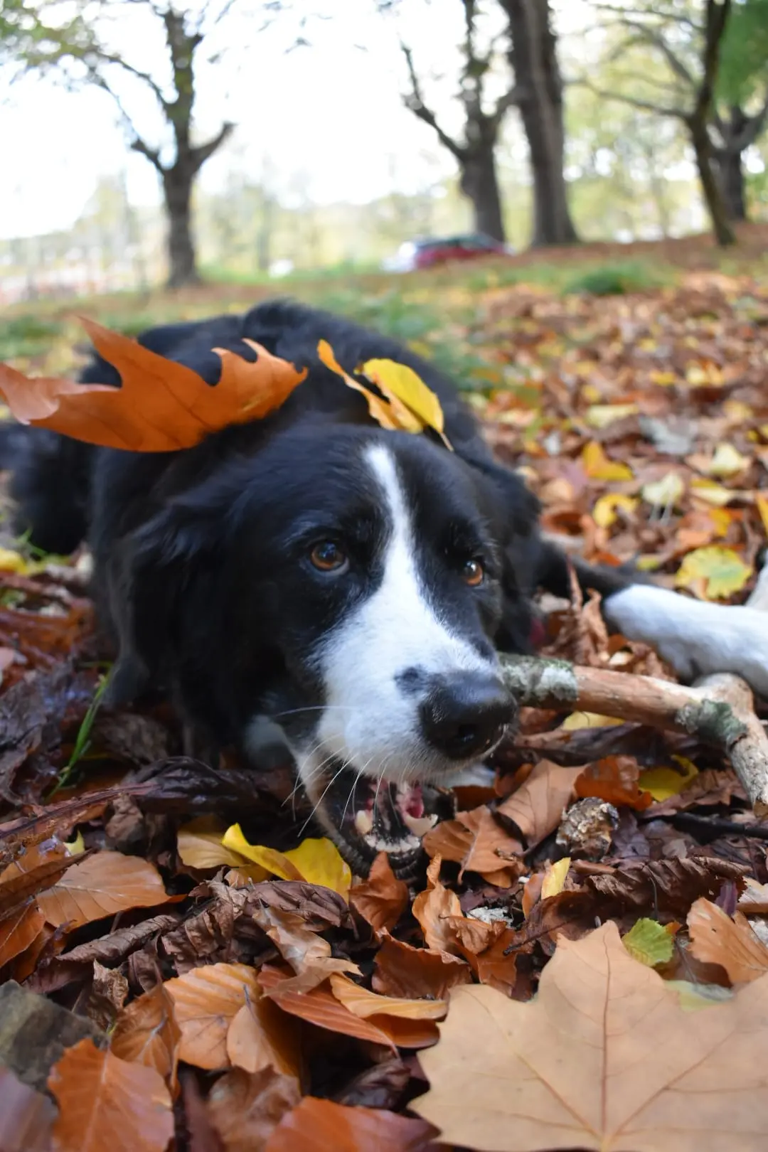 Sammy Canadine profile pic