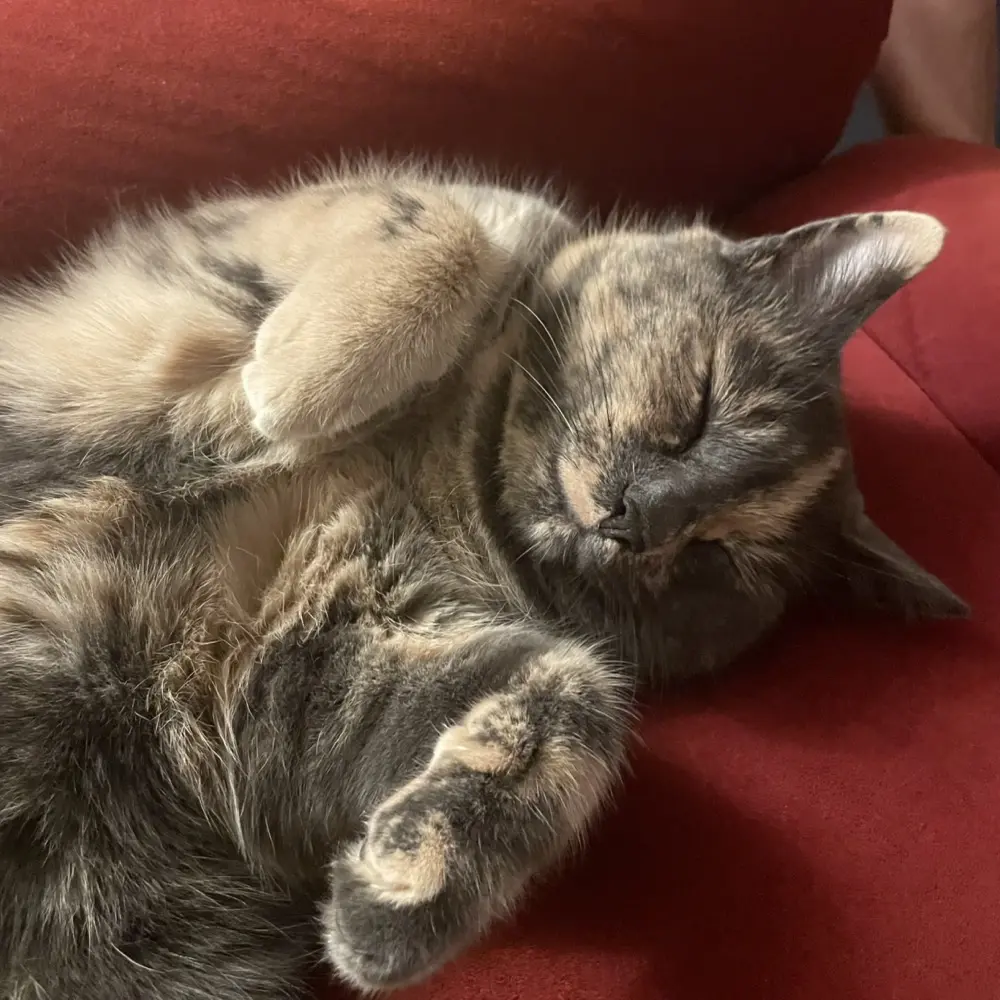 westpenta profile pic