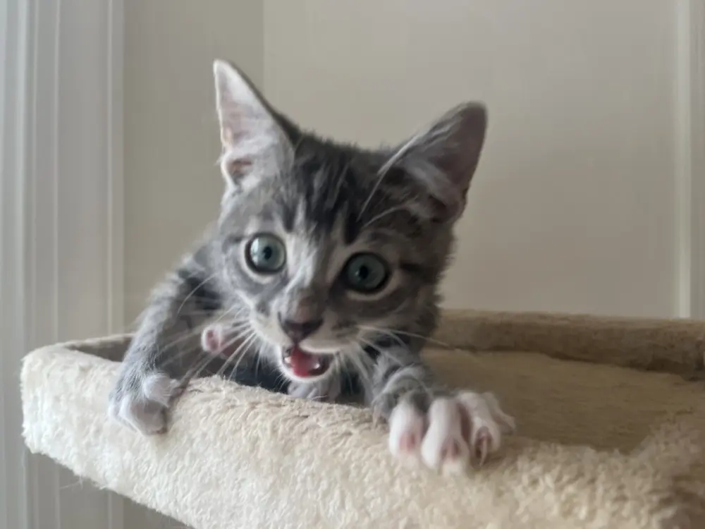 Ang vaughan profile pic