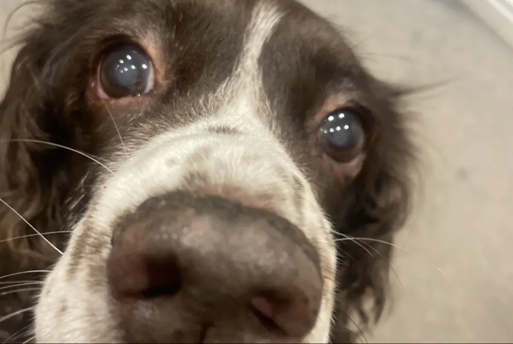 Hedgehogs Dilemma profile pic