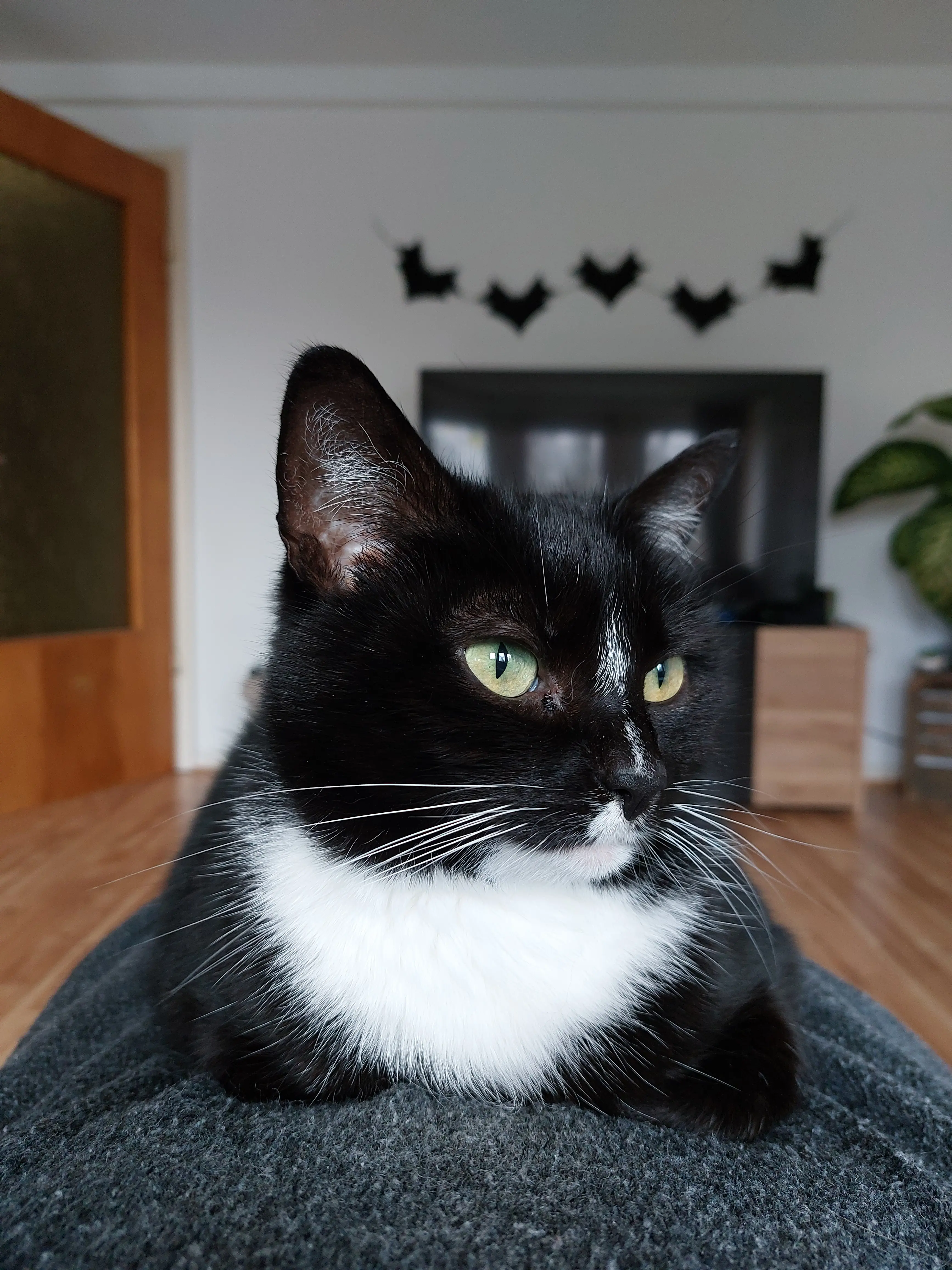 hanninol profile pic