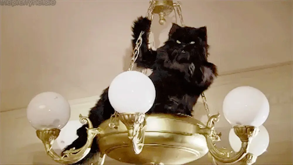 gatonolivro profile pic