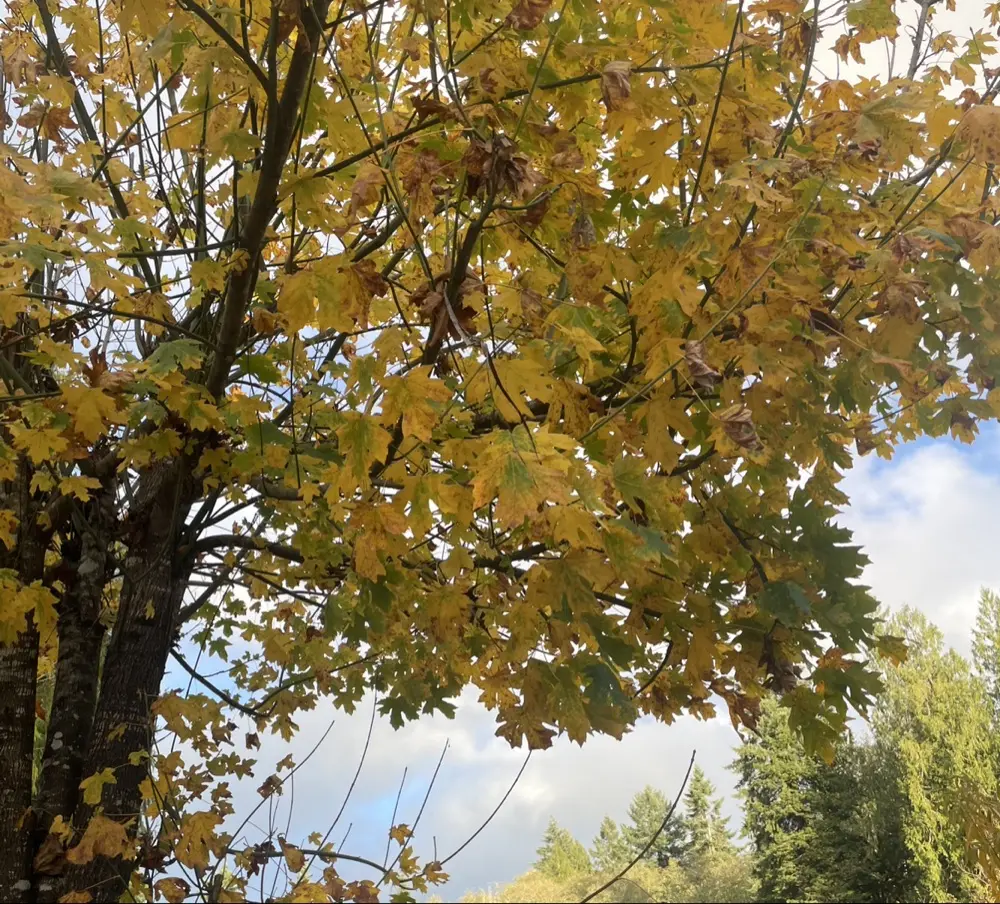 Season Lover profile pic