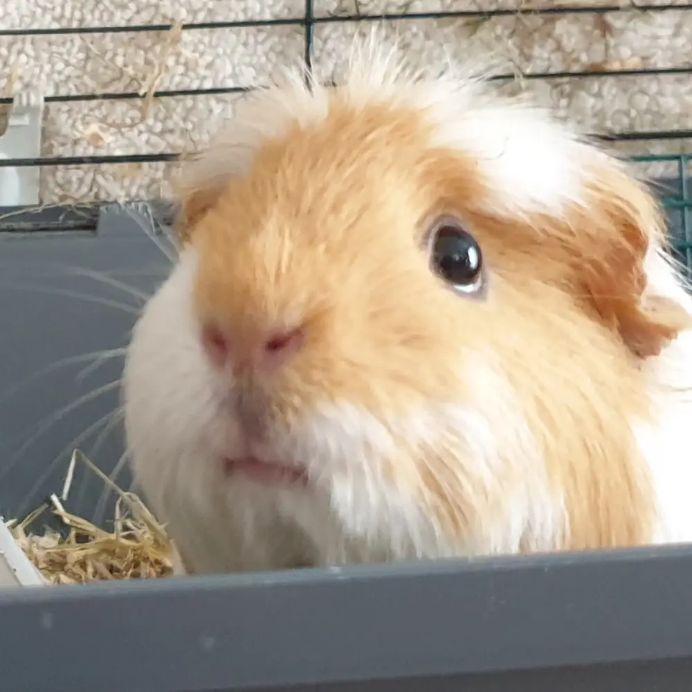 Sixxinski profile pic