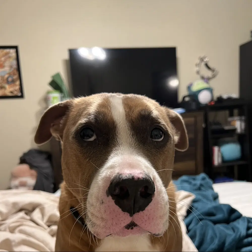 Mooojicat profile pic