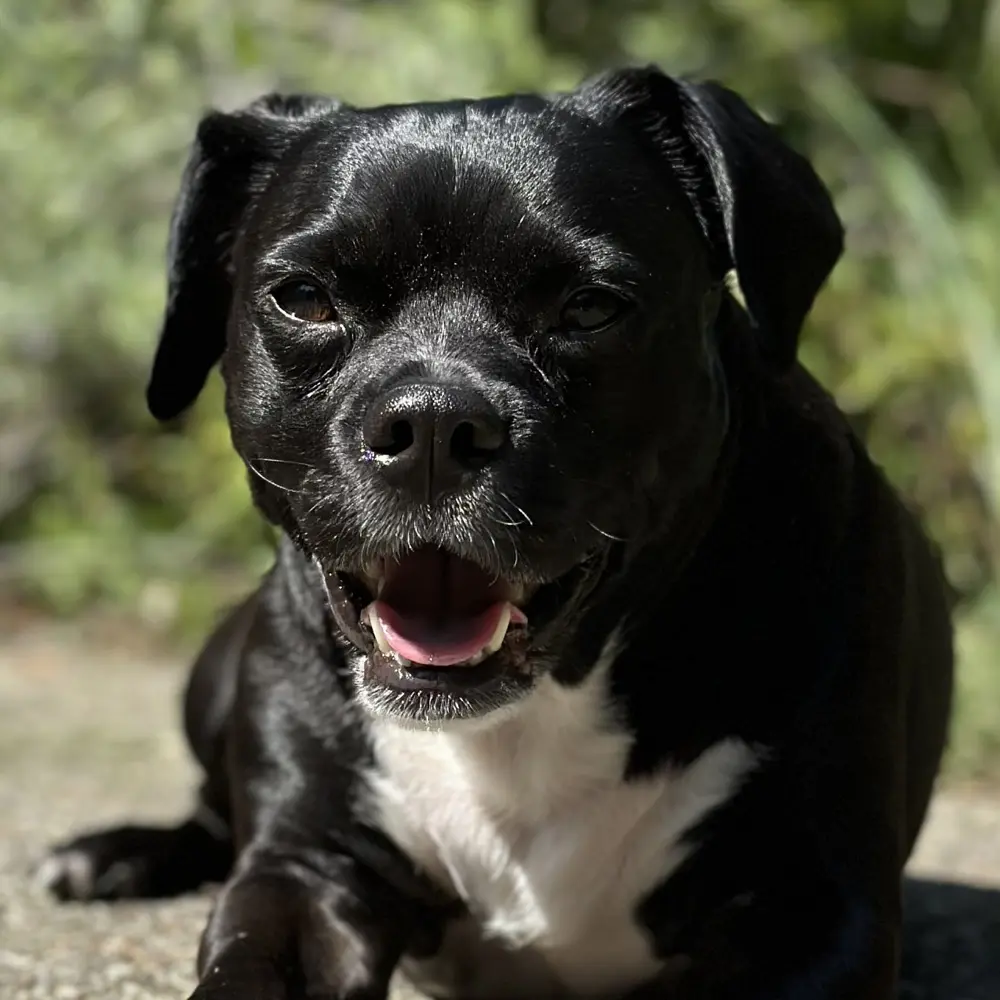 Feral Pixie profile pic