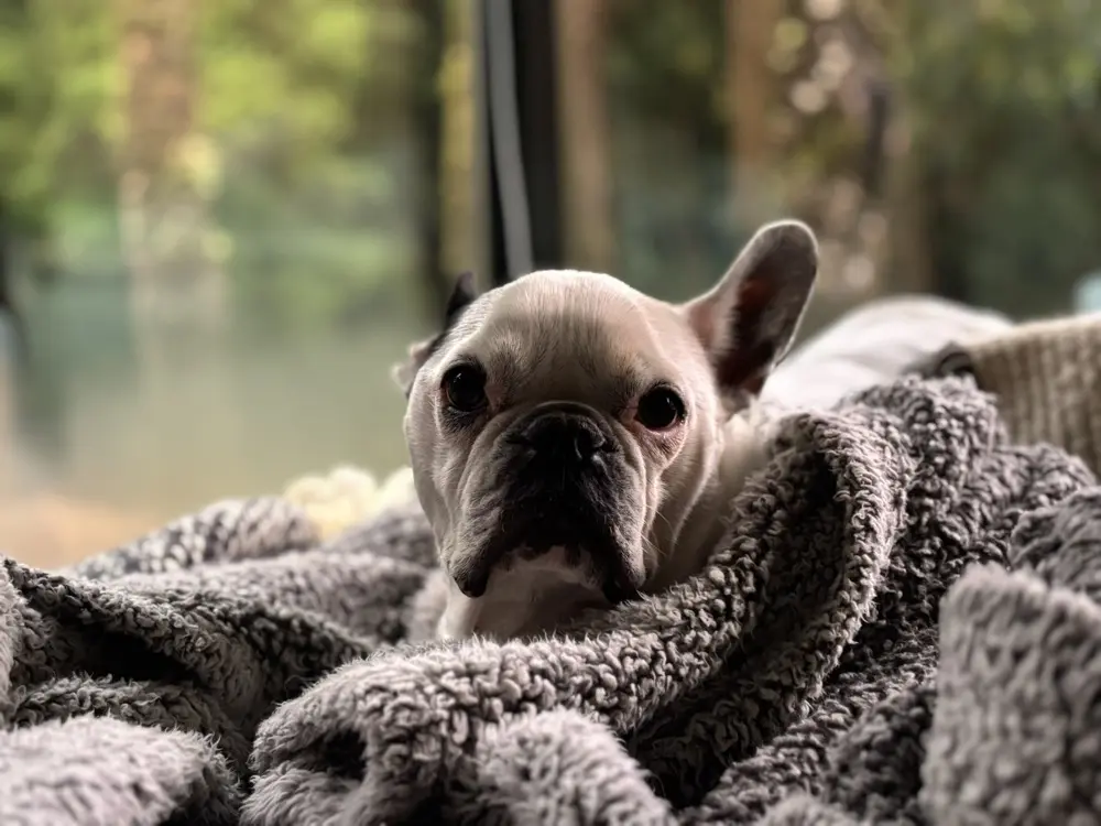 cellphone4et profile pic