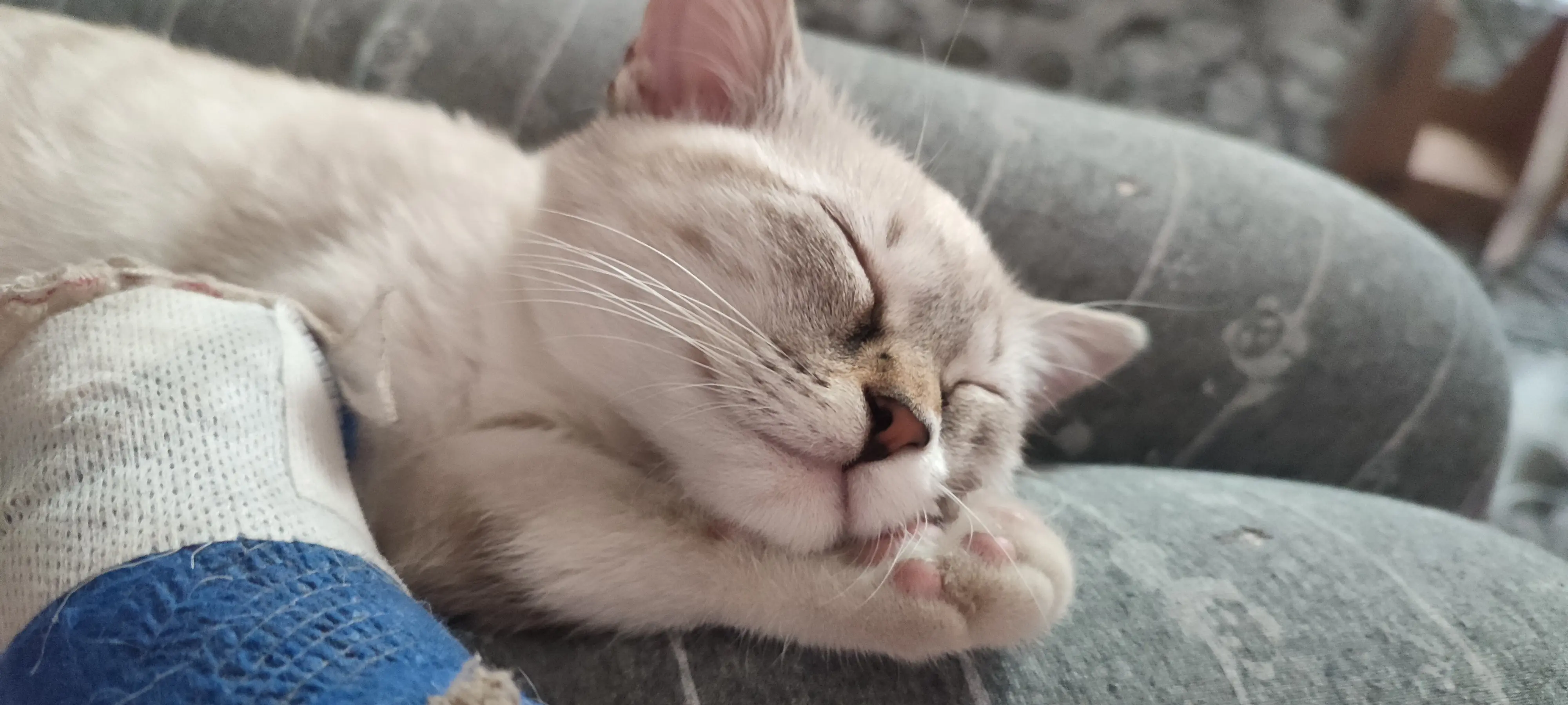 Amina Madadi profile pic