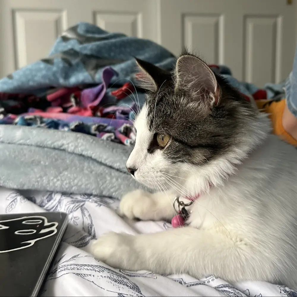 Camillia profile pic