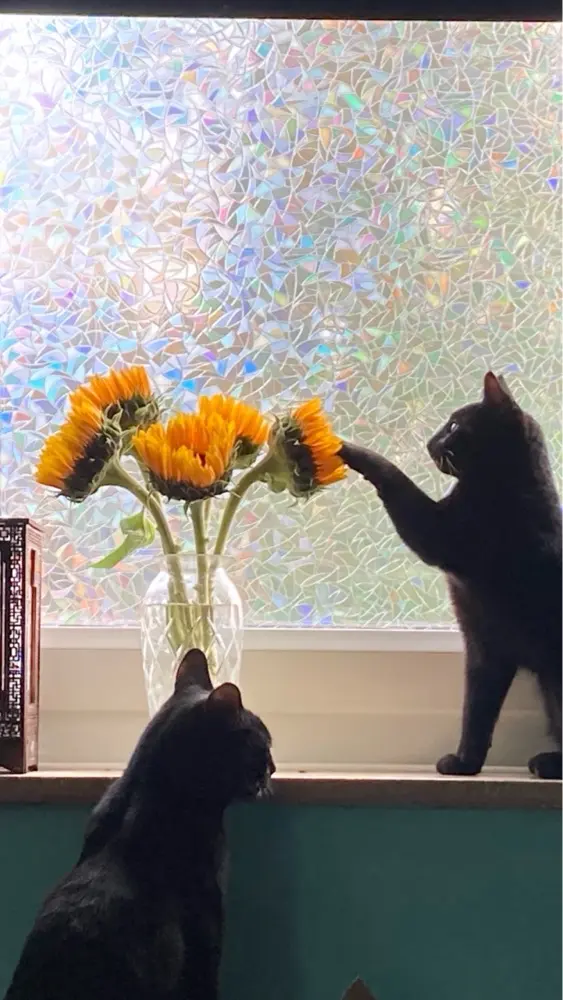 CatsTeaBones profile pic