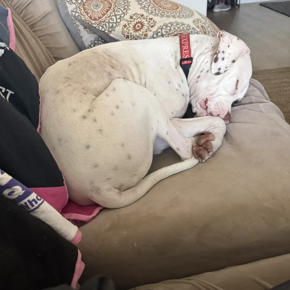 Michelle Wolf profile pic