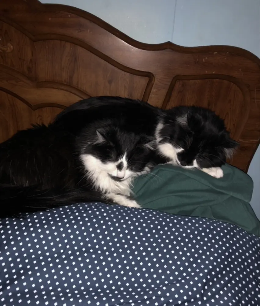 DaisyLue profile pic