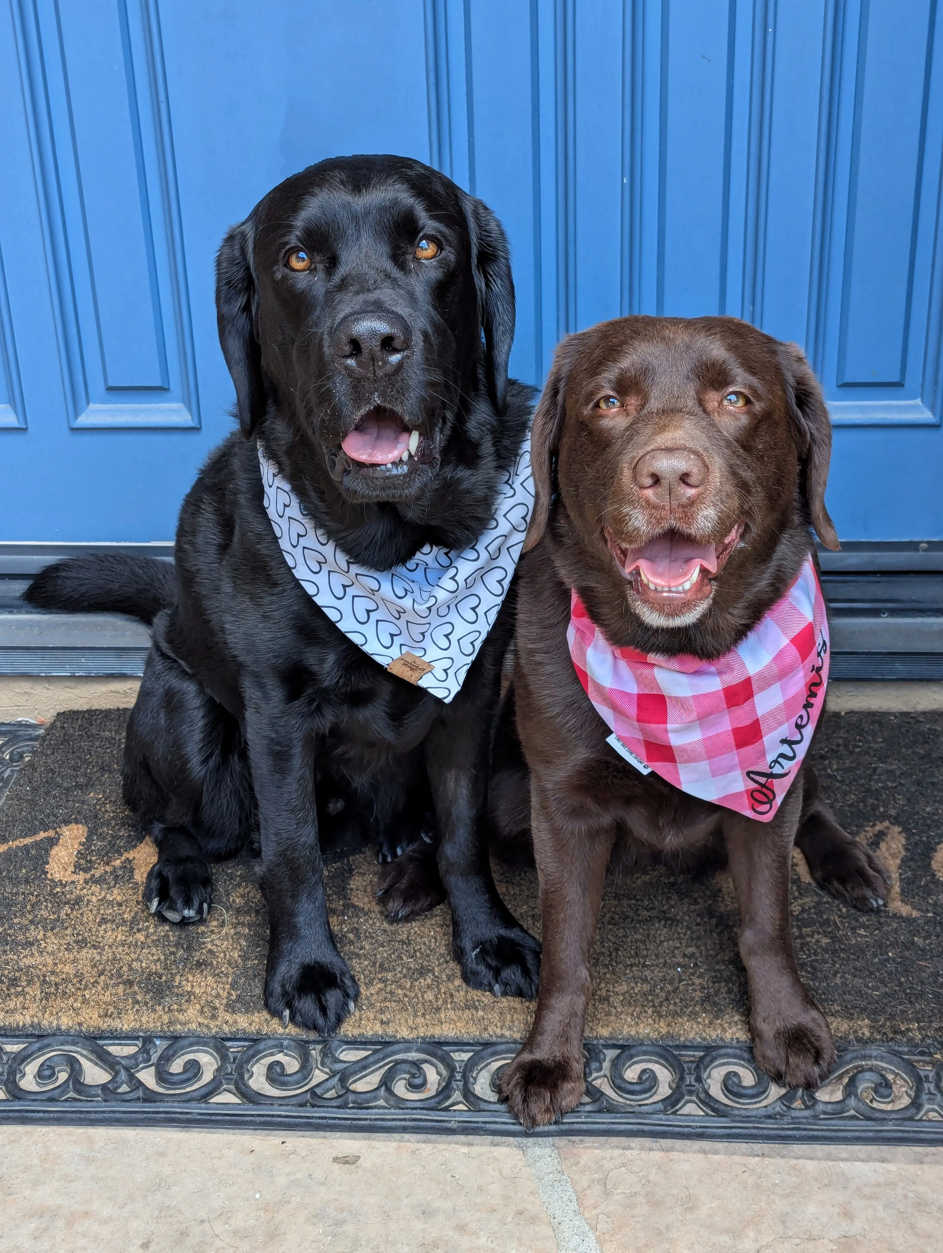 Karen Shabel profile pic