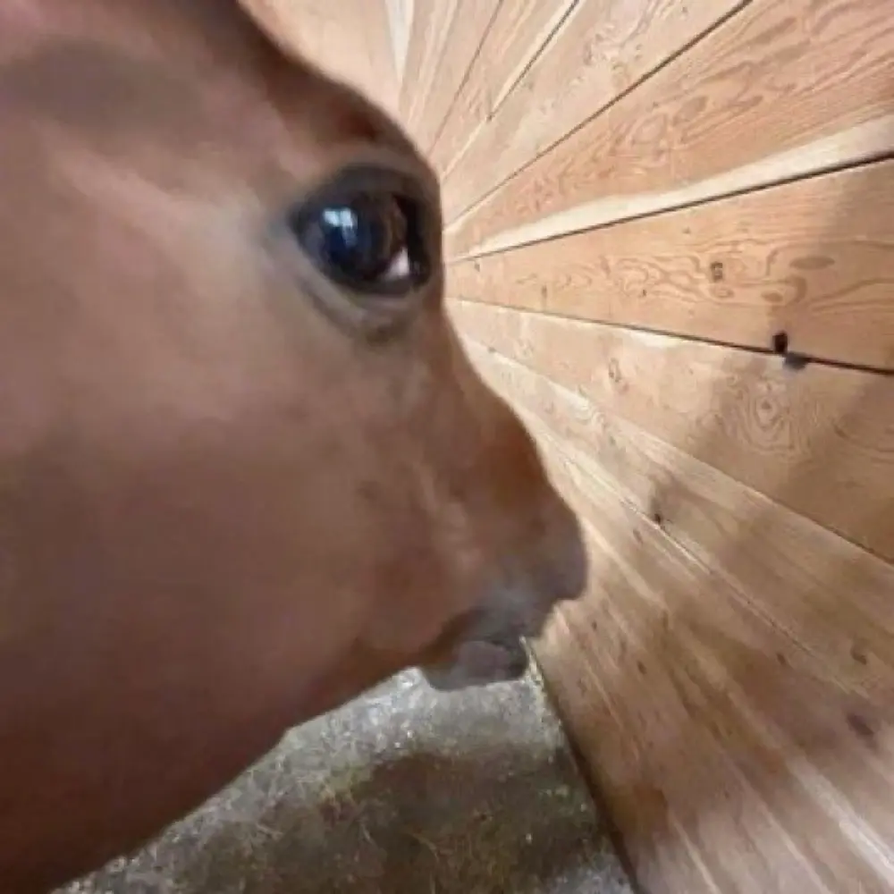 katherine hutajulu profile pic