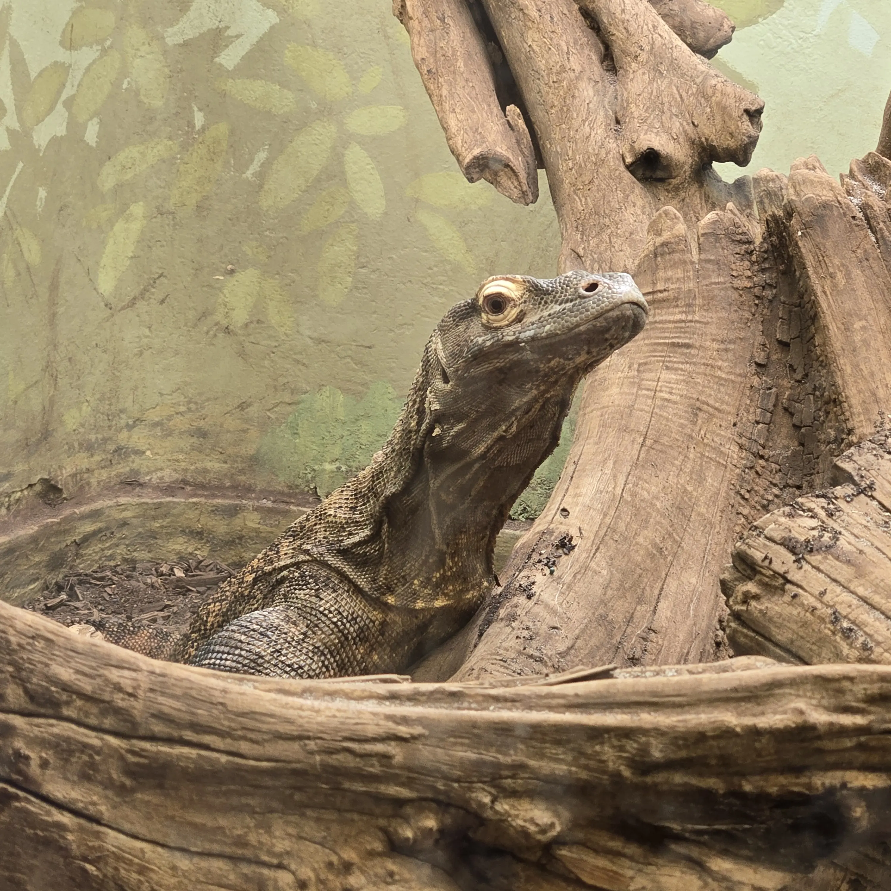 CKoncerak profile pic