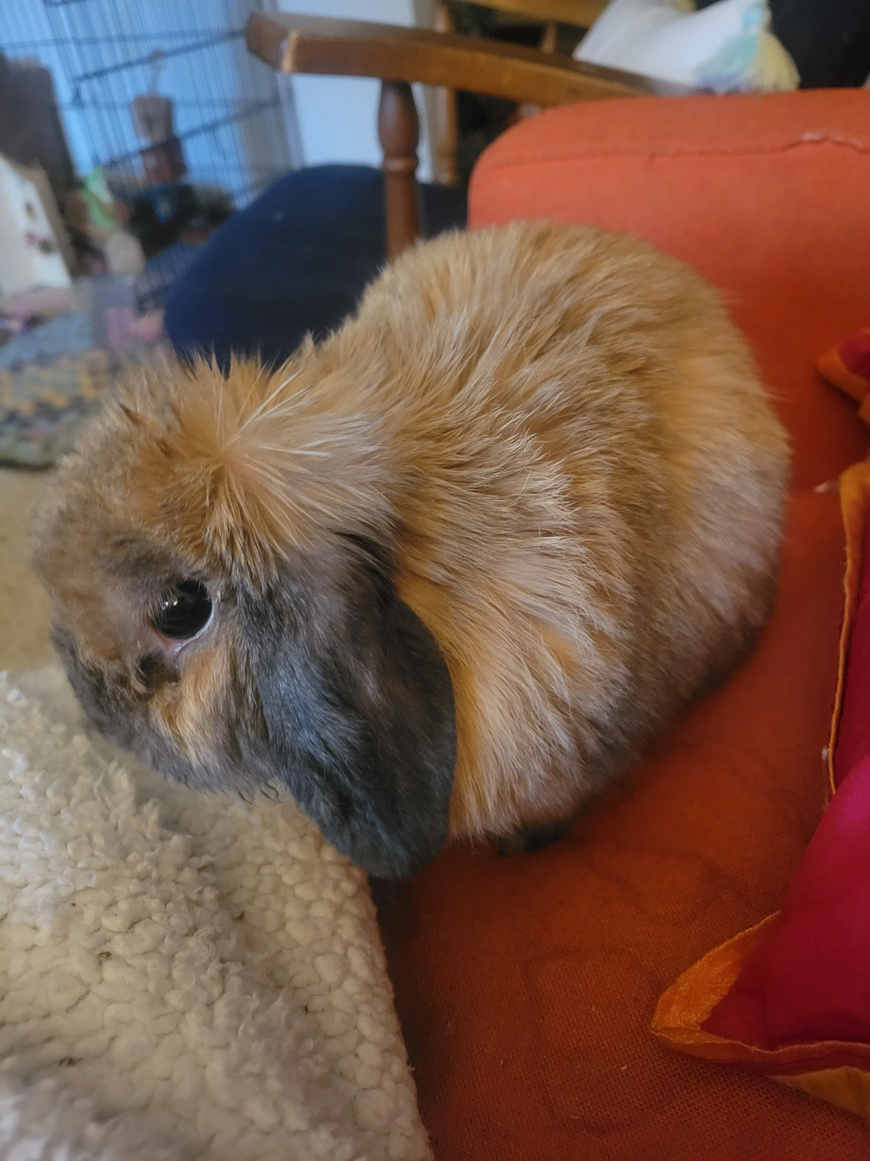 danil524 profile pic